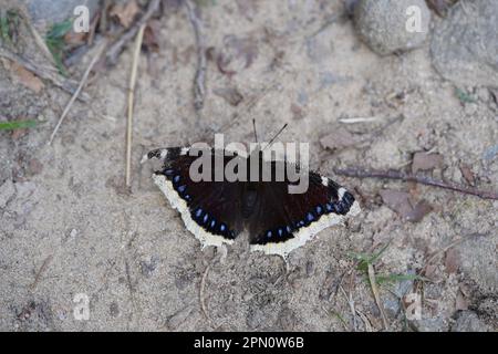 Nymphalis antiopa Stockfoto