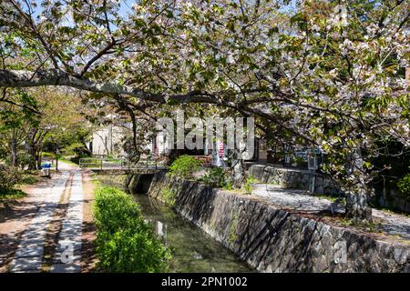 Kyoto Japan 2023. April, Philosophen-Pfad während der Kirschblütensaison, benannt nach japanischen Philosophen und beliebter Spaziergang bei Einheimischen Stockfoto