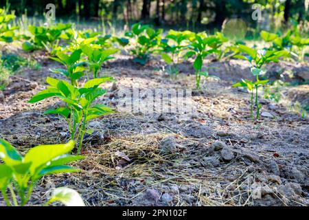 Setzlinge mit süßem Paprika werden in den Boden gepflanzt. Stockfoto