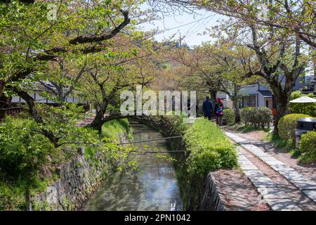Kyoto Japan 2023. April, Philosophen-Pfad während der Kirschblütensaison, benannt nach japanischen Philosophen und beliebter Spaziergang bei Einheimischen Stockfoto