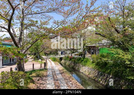Kyoto Japan 2023. April, Philosophen-Pfad während der Kirschblütensaison, benannt nach japanischen Philosophen und beliebter Spaziergang bei Einheimischen Stockfoto