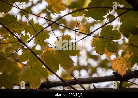 Bild von Platanenblättern oder Platanenblättern im Herbst, mit ihren typischen Herbstfarben: Braun, orange und gelb. Stockfoto