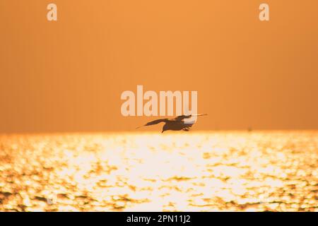 Silhouetten von Möwen, die mit Sonnenlicht über dem Meer fliegen. Stockfoto