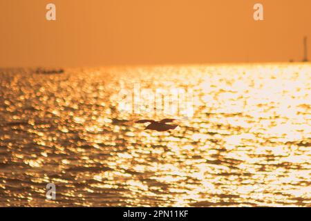 Silhouetten von Möwen, die mit Sonnenlicht über dem Meer fliegen. Stockfoto