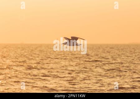 Silhouetten von Möwen, die mit Sonnenlicht über dem Meer fliegen. Stockfoto