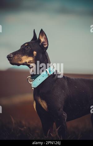 Doberman Possing Porträts Stockfoto