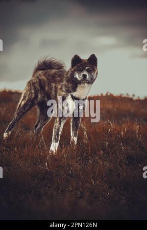 Akita Inu Japanisch Akita Erwachsenenfoto Stockfoto