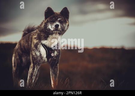 Akita Inu Japanisch Akita Erwachsenenfoto Stockfoto