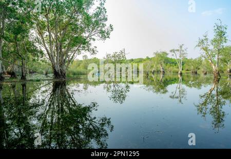 Weiße samet- oder Cajuput-Bäume in Feuchtgebieten mit Reflexionen im Wasser. Grüner botanischer Garten. Süßwasser-Feuchtgebiete. Schönheit in der Natur. Körper Stockfoto