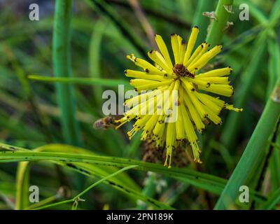 Nahaufnahme des Kniphofia pauciflora-Rampenlichts „Red Hot Poker“, Blütenkopf aus kleinem tubulärem Kalk und gelben Blüten auf grünem Hintergrund Stockfoto