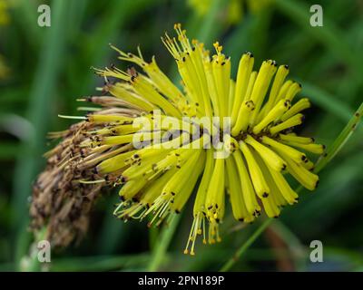 Nahaufnahme des Kniphofia pauciflora-Rampenlichts „Red Hot Poker“, gekrümmter Blütenkopf aus kleinem tubulärem Kalk und gelben Blüten auf grünem Hintergrund Stockfoto