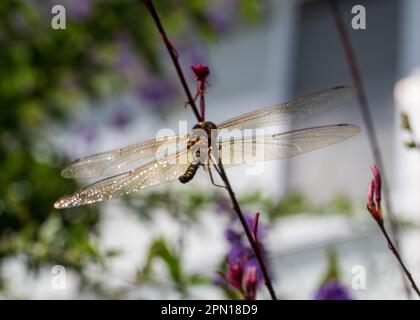 Eine große goldene Libelle aus Bronze, prähistorisches Insekt, glänzende, durchsichtige Flügel, Gaura-Blumenstiele, australischer Küstengarten, Bokeh-Hintergrund Stockfoto