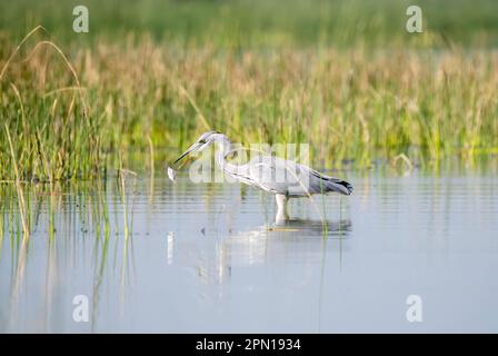Ein grauer Reiher, der in flachen Gewässern des Nalsarovar Vogelschutzgebiets am Stadtrand von Ahmedabad in Gujarat Fische fängt Stockfoto