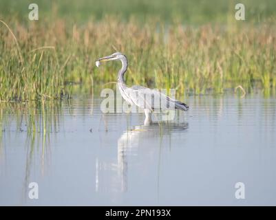 Ein grauer Reiher, der in flachen Gewässern des Nalsarovar Vogelschutzgebiets am Stadtrand von Ahmedabad in Gujarat Fische fängt Stockfoto