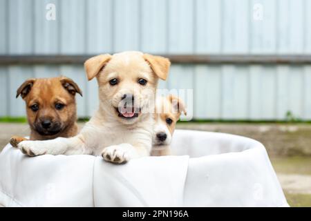 Kleine süße Hunde im Hof Stockfoto