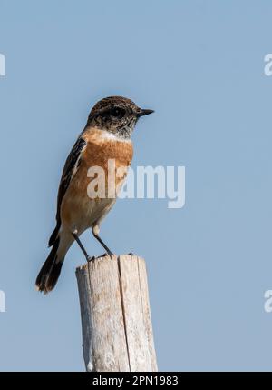 Ein sibirisches Steinechat hoch oben auf einem Stab am Ufer des Lake Nalsarovar in Gujarat Stockfoto