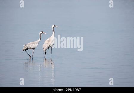 Ein gewöhnlicher Kran, der im Sumpfwasser des Sees Nalsarovar am Stadtrand von Ahmedabad speist Stockfoto