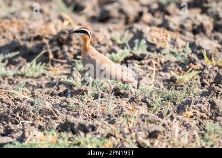 Ein indischer Kurier steht still inmitten eines Ackerlandes am Stadtrand des Nalsarovar Bird Sanctuary in Gujarat Stockfoto