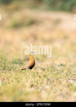 Ein indischer Kurier steht still inmitten eines Ackerlandes am Stadtrand des Nalsarovar Bird Sanctuary in Gujarat Stockfoto