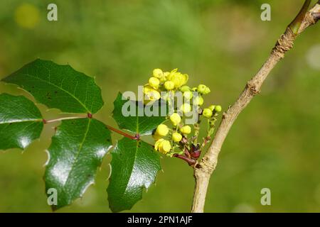 Sehen Sie sich die gelben Blumen einer Oregons Traube (Mahonia aquifolium), der Barbeerfamilie (Berberidaceae) aus nächster Nähe an. Frühling, April Niederlande. Stockfoto