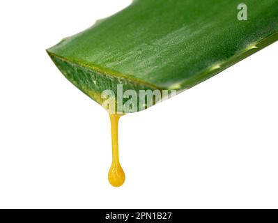 variegated aspidistra Variegated Aspidistra Elatior Cast Iron Plant – Plants For All Seasons main image 1