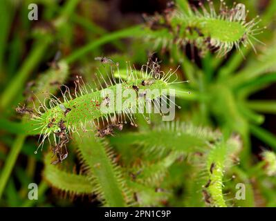 Nahaufnahme des Blattes einer Drosera capensis, einer fleischfressenden Sonnentaue mit gefangenen kleinen Fliegen namens sciaridae Stockfoto