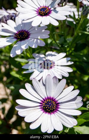 Blüten von weißen Gartenblumen afrikanischer Gänseblümchen nähern sich einem verschwommenen Hintergrund. Stockfoto