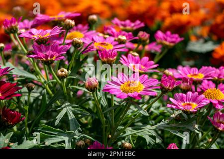 Blüten von rosafarbenen Gartenblumen afrikanischer Gänseblümchen sehen einen verschwommenen Hintergrund. Stockfoto