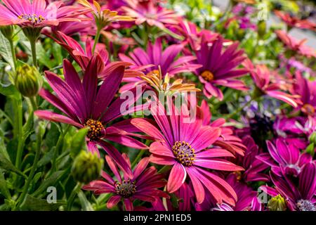 Blüten von rosafarbenen Gartenblumen afrikanischer Gänseblümchen sehen einen verschwommenen Hintergrund. Stockfoto