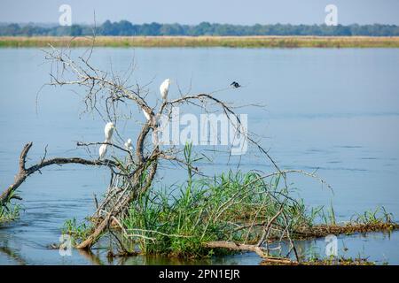 Reiher und ein eisvogel auf einigen Ästen im Sambesi-Fluss Stockfoto