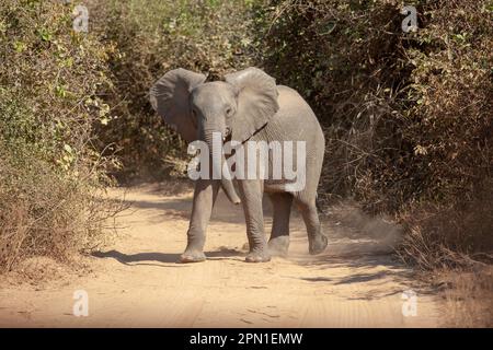 Junger Elefant, der auf einem staubigen Feldweg läuft Stockfoto