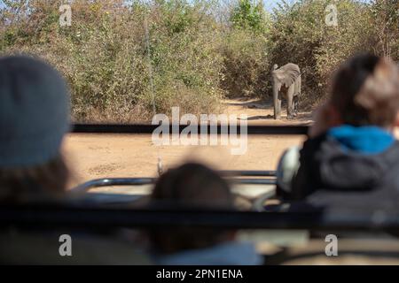 Junger Elefant, der auf einem staubigen Feldweg läuft Stockfoto