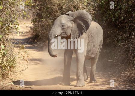 Junger Elefant, der auf einem staubigen Feldweg läuft Stockfoto