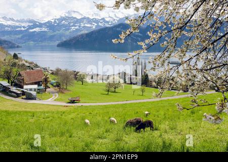 Weggis, Schweiz. Im Frühling war es teilweise bewölkt. Sie können die Schweizer Alpen im Hintergrund mit Schnee bedeckt sehen. Stockfoto