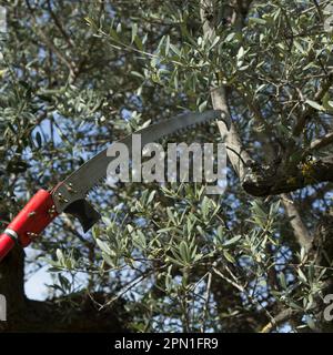 Bild eines Sägeblatts, das durch Äste schneidet. Baumschnitt und Olivenbäume im Frühjahr. Stockfoto