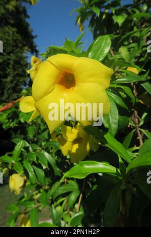 Allamanda blüht im botanischen Garten Stockfoto