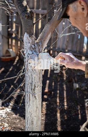 Bäume mit Kalk von Insekten in einem Landgarten streichen. Weißspülung von Frühlingsbäumen, Schutz vor Insekten und Schädlingen. Stockfoto