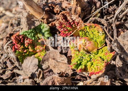 Rhabarber, Rheum Rhabarbarum, Kronen, die im Frühjahr aus dem Boden auftauchen. Junge Triebe einer essbaren Rhabarberpflanze mit dicken Stängeln Stockfoto