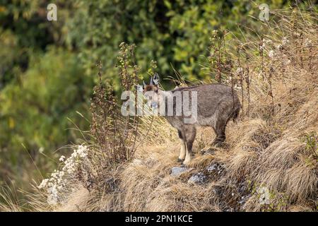 Porträt eines am Rand des Abgrundes stehenden Goral (Naemorthedus griseus) mit Blick in die Kamera. Doi Inthanon Nationalpark, Thailand. Stockfoto