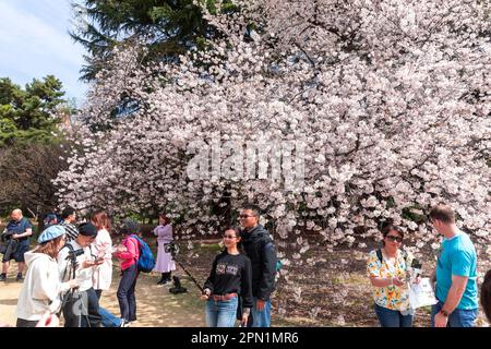 Tokio Japanische Kirschblüten 2023. April fotografieren Menschen vor den Kirschblüten im Shinjuku Gyoen Park, Japan, Asien Stockfoto