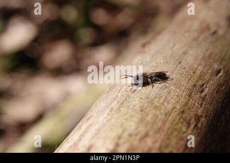 Nahaufnahme eines Mannes der Bergbaubiene Andrena helvola, der sich auf einem Holzfriedhof sonnt Stockfoto