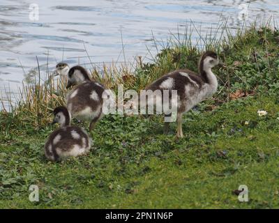 Süße ägyptische Gänsebamilie mit neugeborenen Küken auf einer Wiese Stockfoto