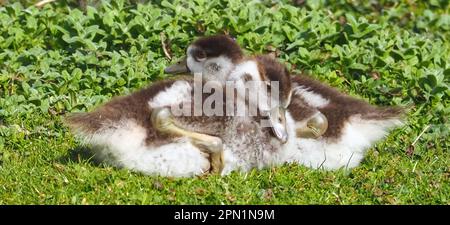 Süße ägyptische Gänsebamilie mit neugeborenen Küken auf einer Wiese Stockfoto