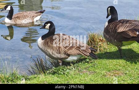 Gänse aus Kanada auf einer Wiese Stockfoto