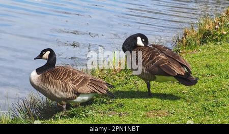 Gänse aus Kanada auf einer Wiese Stockfoto