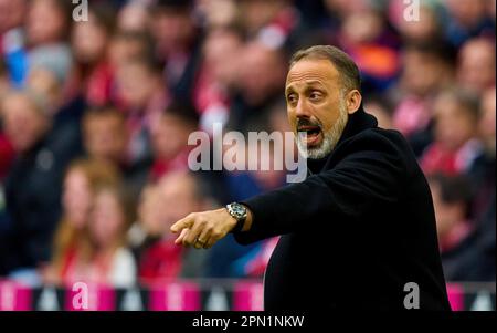 Pellegrino Matarazzo, Chefkoch-Trainer, Teammanager. Geste im Spiel FC BAYERN MÜNCHEN – TSG 1899 HOFFENHEIM 1-1 1. Deutsche Fußballliga am 15. April 2023 in München. Saison 2022/2023, Spieltag 28, 1. Bundesliga, FCB, BVB, München, 28. Spieltag. © Peter Schatz / Alamy Live News - DFL-VORSCHRIFTEN VERBIETEN DIE VERWENDUNG VON FOTOS als BILDSEQUENZEN und/oder QUASI-VIDEO - Stockfoto