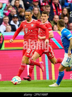 Kingsley Coman, FCB 11 Benjamin PAVARD, FCB 5 im Spiel FC BAYERN MÜNCHEN – TSG 1899 HOFFENHEIM 1-1 1. Deutsche Fußballliga am 15. April 2023 in München. Saison 2022/2023, Spieltag 28, 1. Bundesliga, FCB, BVB, München, 28. Spieltag. © Peter Schatz / Alamy Live News - DFL-VORSCHRIFTEN VERBIETEN DIE VERWENDUNG VON FOTOS als BILDSEQUENZEN und/oder QUASI-VIDEO - Stockfoto