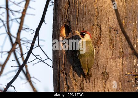 Der europäische grüne Specht (Picus viridis). Stockfoto