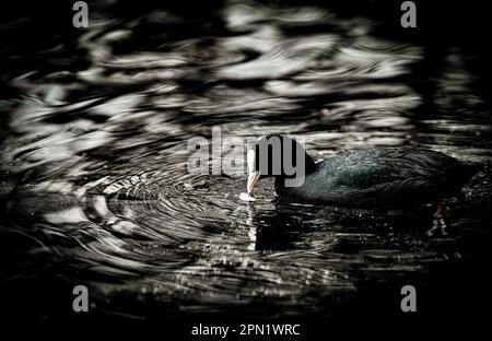 Eleganz in Schwarz: Ein schwarzer Coot am See Stockfoto