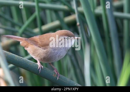 Cettis Zwerg (Cettia cetti) ist ein kleiner, brauner Buschzwerg. Stockfoto